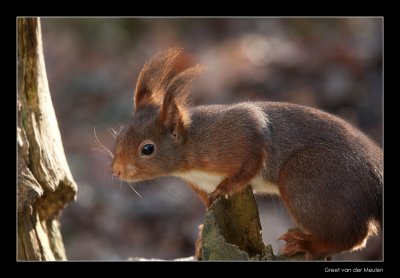 3351 red squirrel