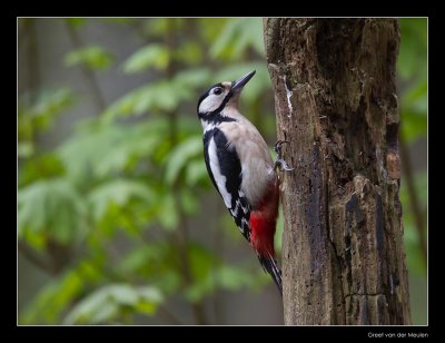 1288 great spotted woodpecker