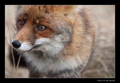 1232 fox portrait