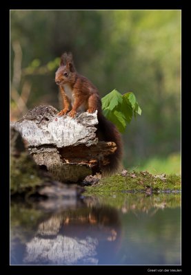 0746 red squirrel