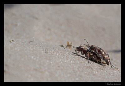 3996 Nothern dune tiger beetles copulating