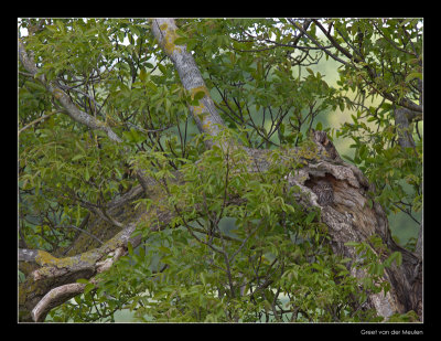 4544 find the little owl