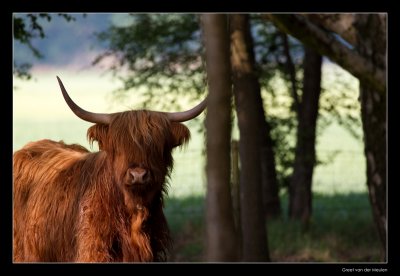 5365 highland cow