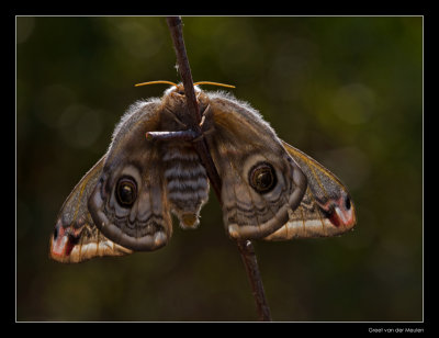 5675 emperor moth