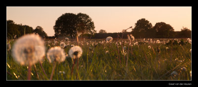 4179 sunset on meadow with dandelions