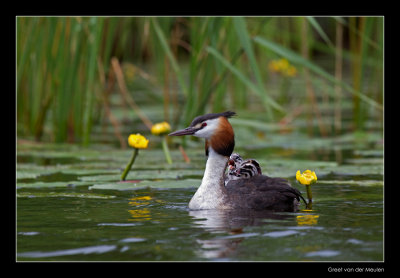 9989 great crested grebe with chicks