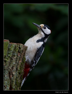 9760 great spotted woodpecker