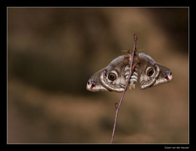 5731 emperor moth
