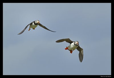8009 flying puffins