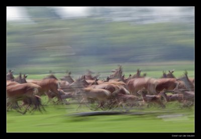 0935 red deer on the move