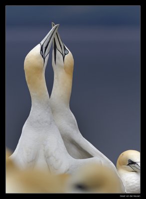 7407 gannets