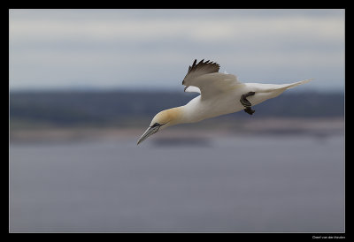 5967 flying gannet