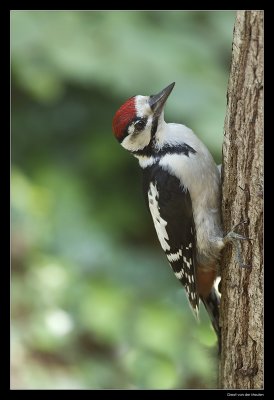 1897 great spotted woodpecker youngster