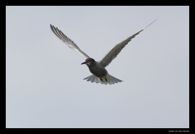 8607 black tern