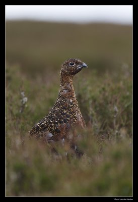 3527 red grouse