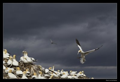7619 landing gannet on Bass Rock