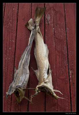 5581 dried fish Nusfjord Norway