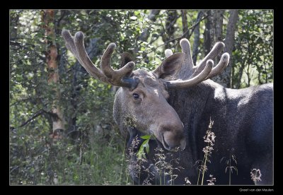 5385 moose