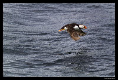 5995 flying puffin