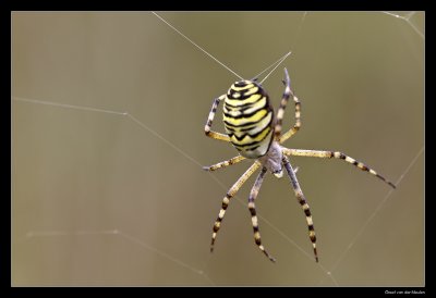 9834 wasp spider