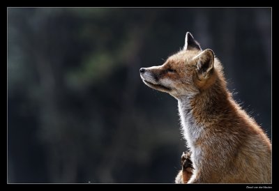 0588 scratching fox