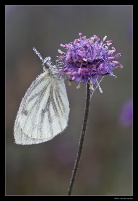 1106 veined white in dew