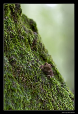 5921 small toad on a big tree