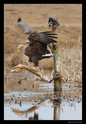 1458 white tailed eagle and hooded crow