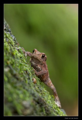 5865 toad climbing a tree