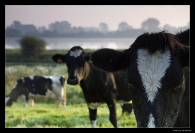 7227 Dutch cows