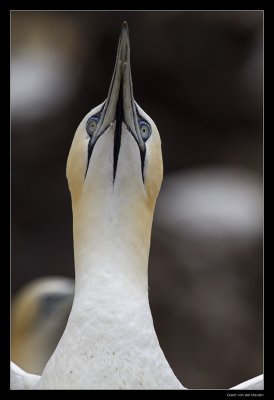 7339 gannet