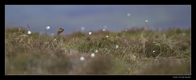 3262 red grouse