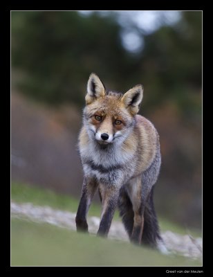 2818 fox