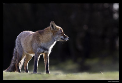 2703 fox