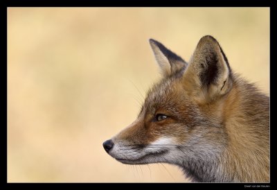 2617 fox