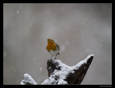 3175 robin in snow