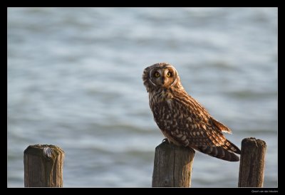 5013 short-eared owl