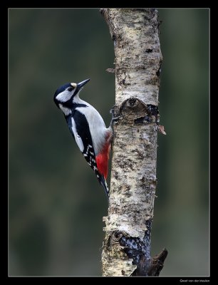 9541 great spotted woodpecker