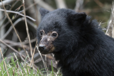 5778 black bear cub