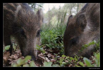 0322 piglets wild boar
