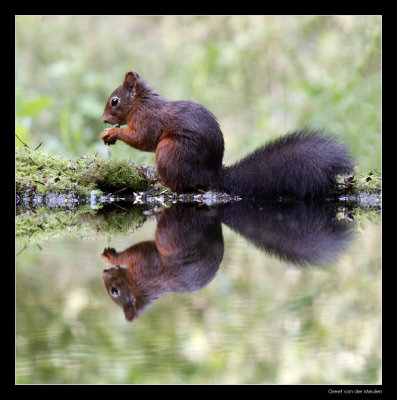3434 red squirrel