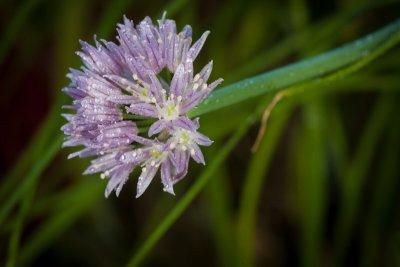 Fleur de ciboulette par Nathalie 