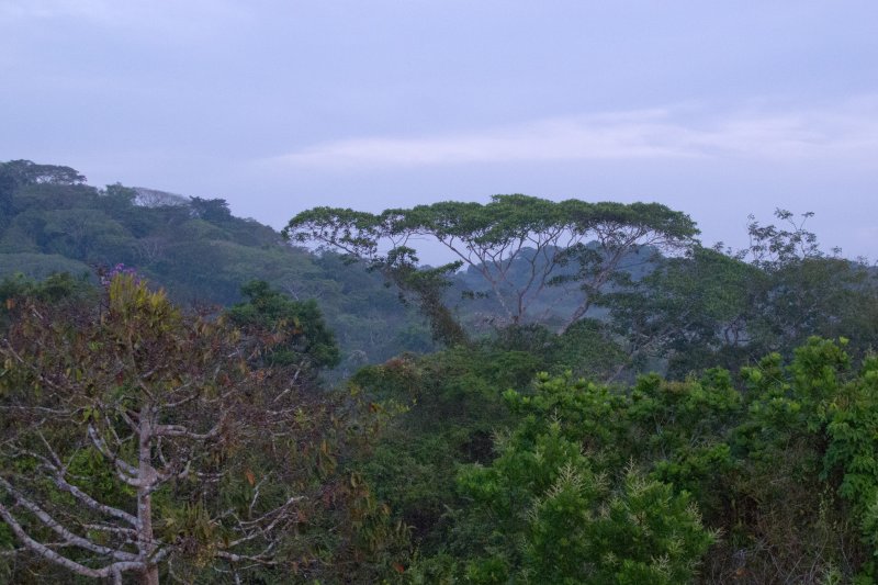 View of the canopy