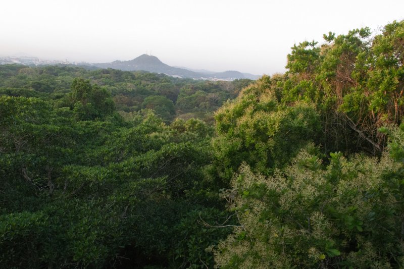Canopy view