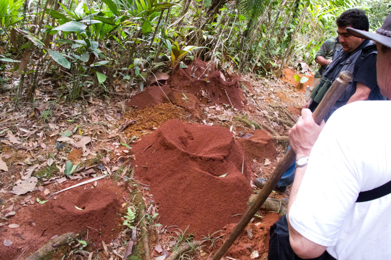 Leaf-Cutter Ant detritus