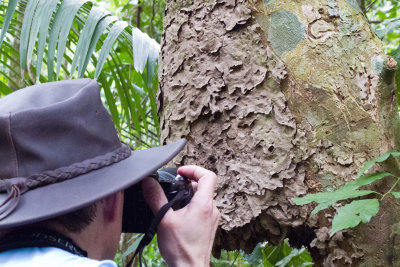 Art  shoots an Aztec ant nest