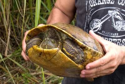 A Red-eared Slider Turtle finds a new home