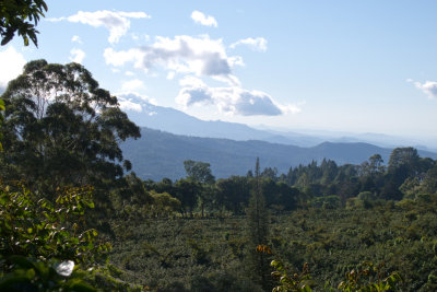 Coffee trees and mountains