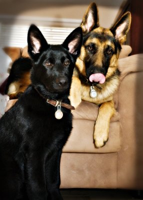 Hounds_Jan11_Color.jpg