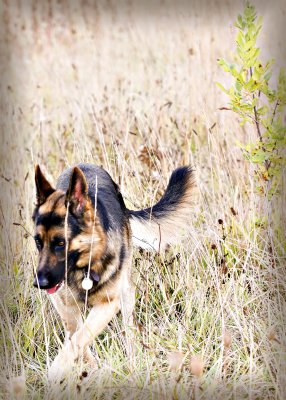Puppy Photos